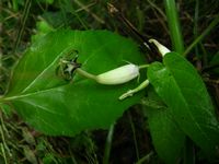 Ceropegia meyeri fl3-t.JPG